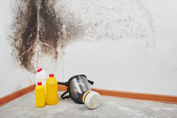 Best Black Mold Removal  in New Milford, NJ