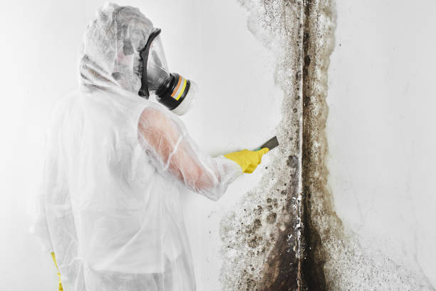 Trusted New Milford, NJ Mold Removal Experts