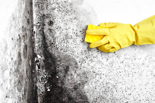 Best Professional Mold Removal  in New Milford, NJ