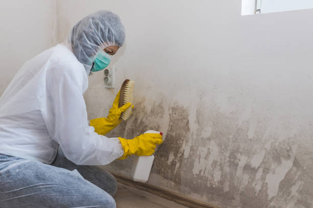 Certified Mold Removal in New Milford, NJ