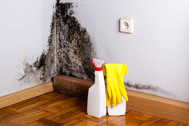 Best Fast Mold Removal  in New Milford, NJ