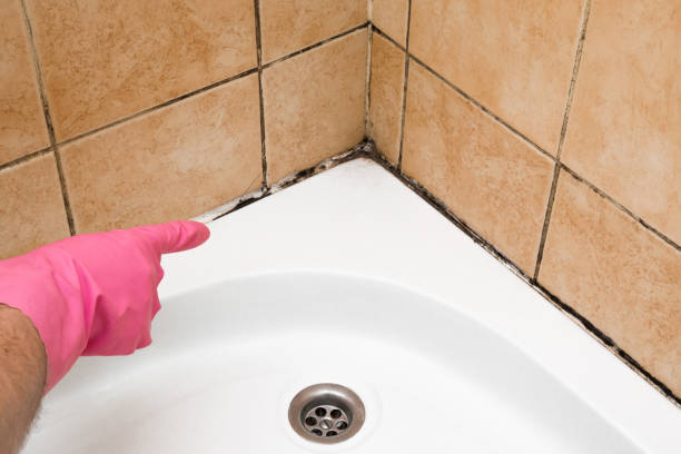 Best Black Mold Removal  in New Milford, NJ